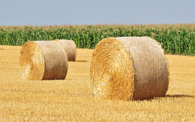 Bild: Landwirtschaft